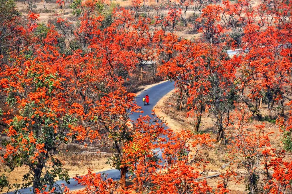 Palash Trees